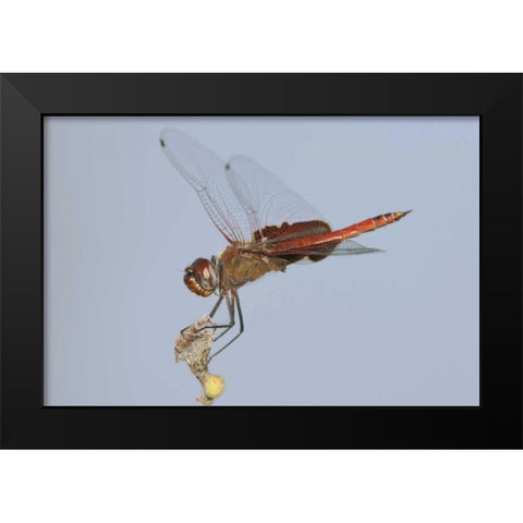 TX, Travis Co, Red saddlebags perches on a limb Black Modern Wood Framed Art Print by Welling, Dave