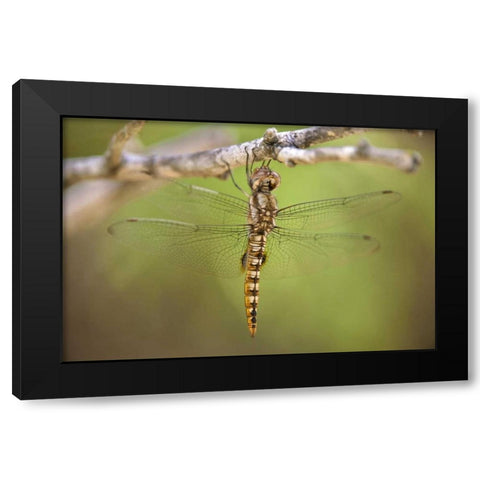 TX, Travis Co, Spot-winged glider dragonfly Black Modern Wood Framed Art Print by Welling, Dave