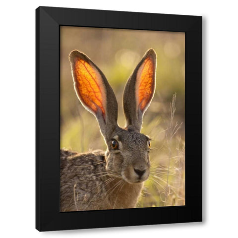 Texas, Maverick County Black-tailed jackrabbit Black Modern Wood Framed Art Print by Illg, Cathy and Gordon