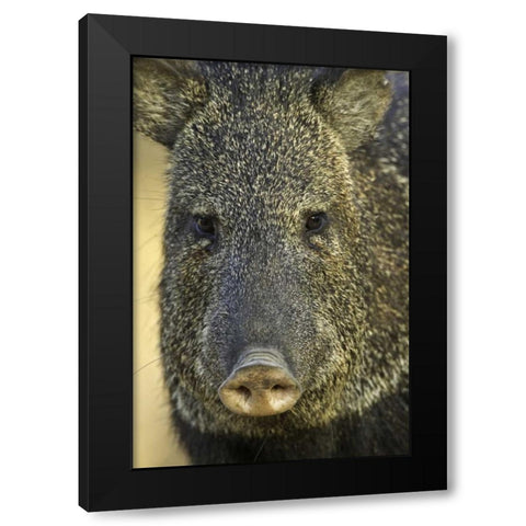 Texas Frontal view of collard peccary Black Modern Wood Framed Art Print with Double Matting by Lord, Fred