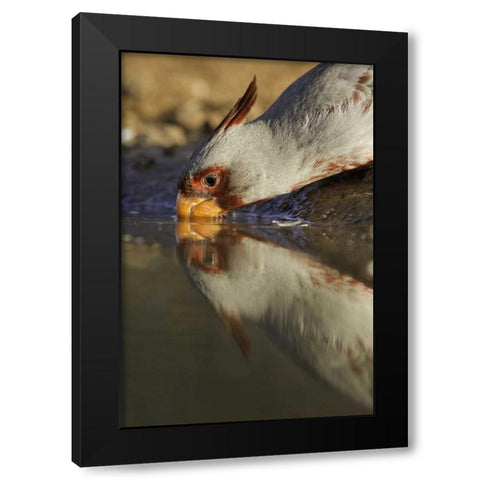 Texas Male pyrrhuloxis bird drinking Black Modern Wood Framed Art Print by Lord, Fred