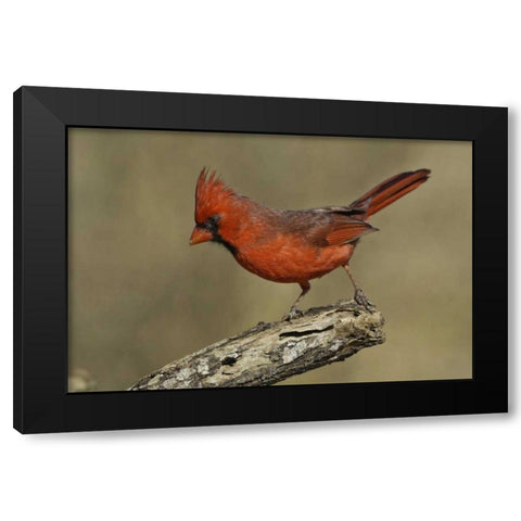 Texas Northern cardinal on branch Black Modern Wood Framed Art Print with Double Matting by Lord, Fred