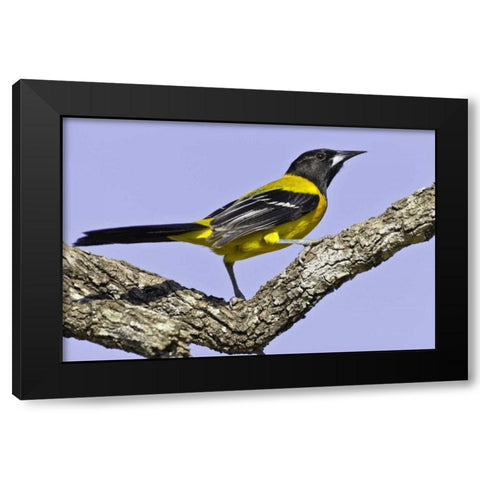 Texas, Santa Clara Ranch Audubon oriole on limb Black Modern Wood Framed Art Print with Double Matting by Lord, Fred