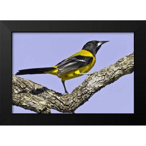Texas, Santa Clara Ranch Audubon oriole on limb Black Modern Wood Framed Art Print by Lord, Fred