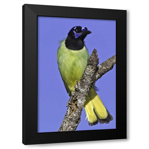 USA, Texas, Santa Clara Ranch Green jay on limb Black Modern Wood Framed Art Print by Lord, Fred