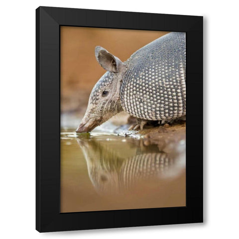 Texas Nine-banded armadillo drinking Black Modern Wood Framed Art Print with Double Matting by Lord, Fred