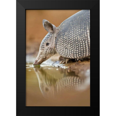 Texas Nine-banded armadillo drinking Black Modern Wood Framed Art Print by Lord, Fred