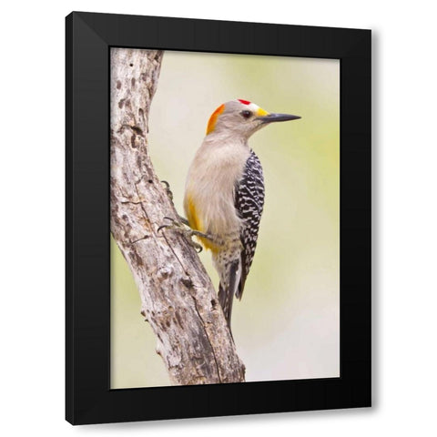 TX, Mission Golden-fronted woodpecker on branch Black Modern Wood Framed Art Print with Double Matting by Lord, Fred