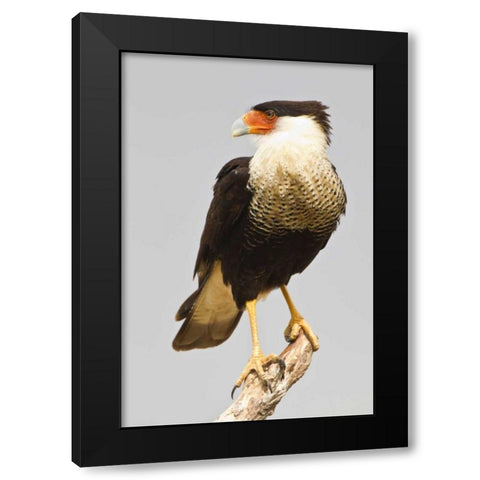 TX, Mission Crested caracara standing on branch Black Modern Wood Framed Art Print with Double Matting by Lord, Fred