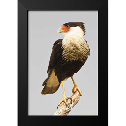 TX, Mission Crested caracara standing on branch Black Modern Wood Framed Art Print by Lord, Fred