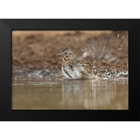 Texas Lincolns sparrow bathing in a waterhole Black Modern Wood Framed Art Print by Welling, Dave