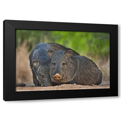 Texas, Santa Clara Ranch Two wild javelinas Black Modern Wood Framed Art Print with Double Matting by Welling, Dave