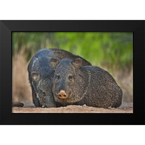 Texas, Santa Clara Ranch Two wild javelinas Black Modern Wood Framed Art Print by Welling, Dave