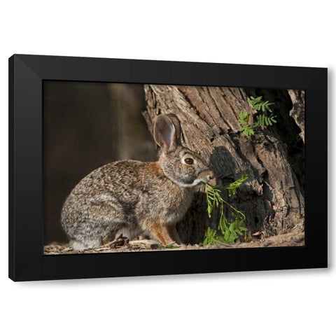 Texas Desert cottontail rabbit eating plant Black Modern Wood Framed Art Print by Welling, Dave