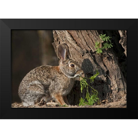 Texas Desert cottontail rabbit eating plant Black Modern Wood Framed Art Print by Welling, Dave