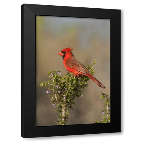 Texas Male northern cardinal atop tree limb Black Modern Wood Framed Art Print with Double Matting by Welling, Dave