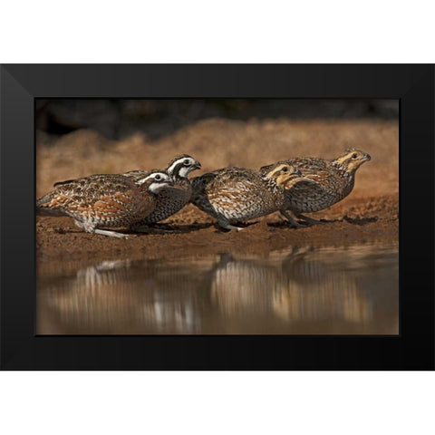 Texas Northern bobwhites gather at a pond Black Modern Wood Framed Art Print by Welling, Dave
