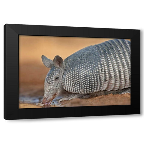 Texas Wild nine-banded armadillo drinking Black Modern Wood Framed Art Print with Double Matting by Welling, Dave