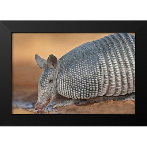 Texas Wild nine-banded armadillo drinking Black Modern Wood Framed Art Print by Welling, Dave