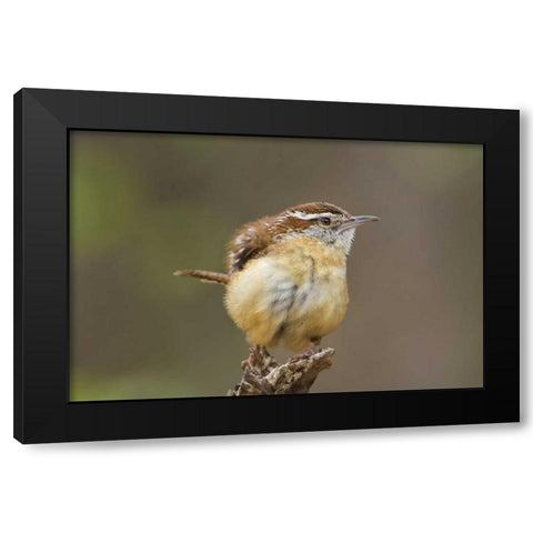 TX Carolina wren ruffles its feathers Black Modern Wood Framed Art Print with Double Matting by Welling, Dave