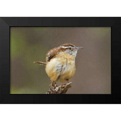 TX Carolina wren ruffles its feathers Black Modern Wood Framed Art Print by Welling, Dave