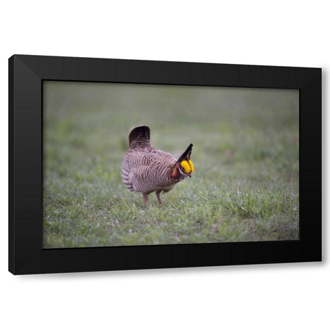 TX, Panhandle, Male lesser prairie chicken struts Black Modern Wood Framed Art Print with Double Matting by Welling, Dave