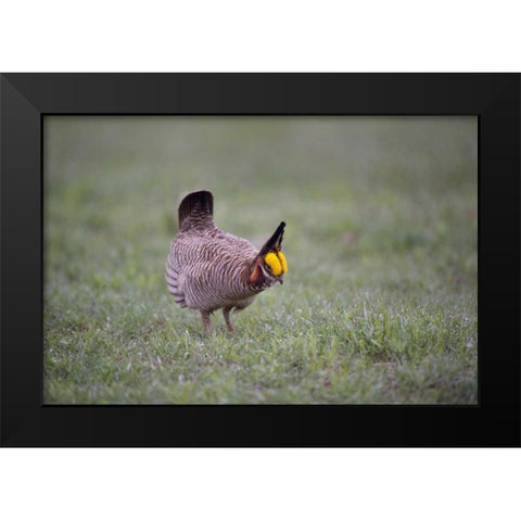 TX, Panhandle, Male lesser prairie chicken struts Black Modern Wood Framed Art Print by Welling, Dave