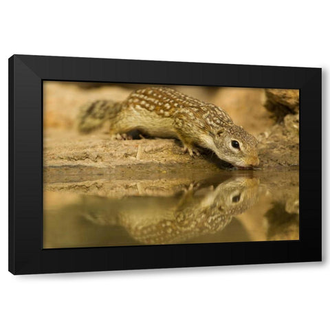 Texas, Hidalgo Mexican ground squirrel drinking Black Modern Wood Framed Art Print by Illg, Cathy and Gordon