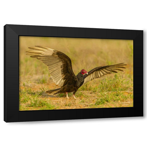 Texas, Hidalgo County Turkey vulture on ground Black Modern Wood Framed Art Print with Double Matting by Illg, Cathy and Gordon