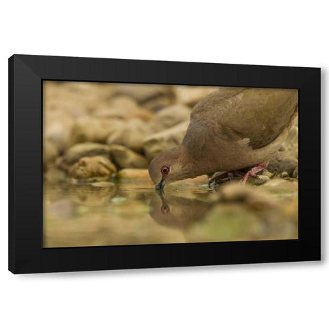 Texas, Hidalgo County White-winged dove drinking Black Modern Wood Framed Art Print by Illg, Cathy and Gordon