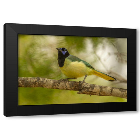 Texas, Hidalgo County Green jay on limb Black Modern Wood Framed Art Print by Illg, Cathy and Gordon