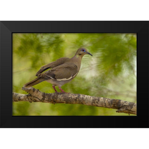 Texas, Hidalgo County White-winged dove on limb Black Modern Wood Framed Art Print by Illg, Cathy and Gordon