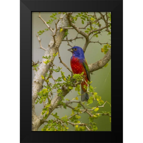 TX, Hidalgo Co Painted bunting in thorny tree Black Modern Wood Framed Art Print by Illg, Cathy and Gordon