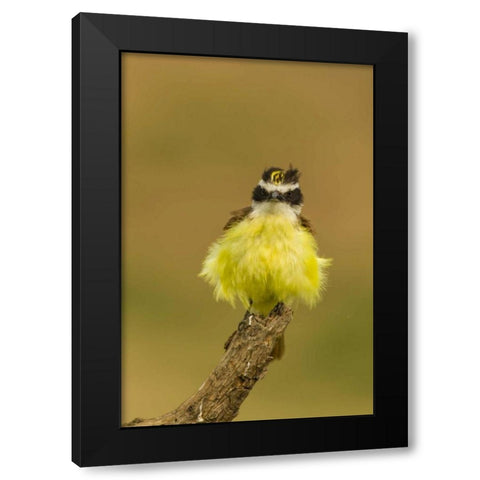 TX, Hidalgo Co, Fluffy kiskadee on stump Black Modern Wood Framed Art Print with Double Matting by Illg, Cathy and Gordon