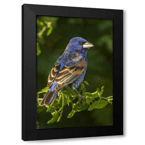 TX, Hidalgo Co Rear Male blue grosbeak on branch Black Modern Wood Framed Art Print with Double Matting by Illg, Cathy and Gordon