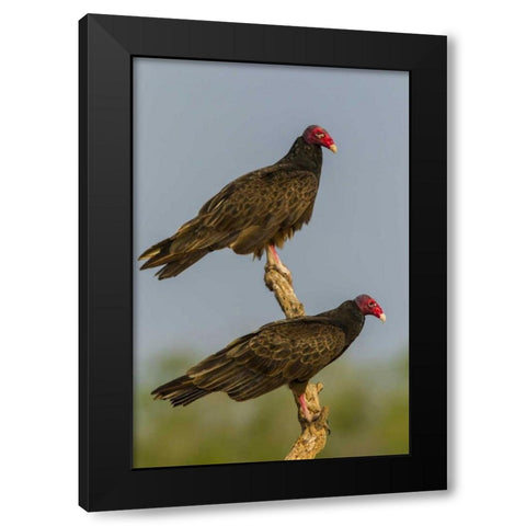 Texas, Hidalgo Co Turkey vulture pair on stump Black Modern Wood Framed Art Print with Double Matting by Illg, Cathy and Gordon