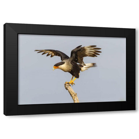 Texas, Hidalgo Co, Crested caracara on tree stump Black Modern Wood Framed Art Print by Illg, Cathy and Gordon