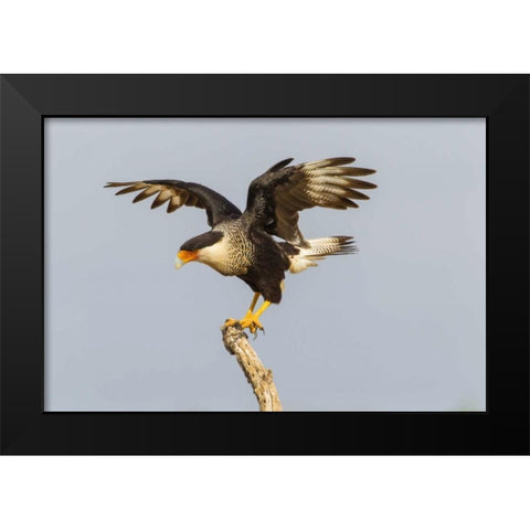 Texas, Hidalgo Co, Crested caracara on tree stump Black Modern Wood Framed Art Print by Illg, Cathy and Gordon