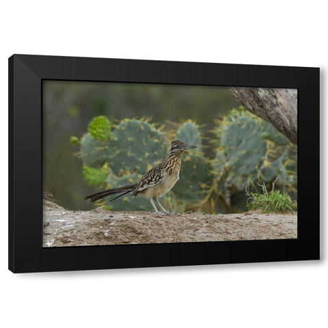Texas, Hidalgo Co Roadrunner bird next to cacti Black Modern Wood Framed Art Print by Illg, Cathy and Gordon