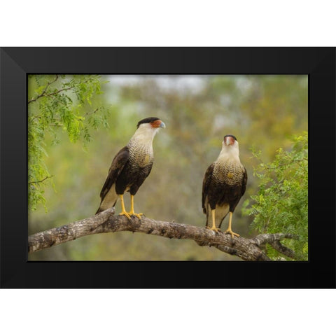 TX, Hidalgo Co, Crested caracaras on tree limb Black Modern Wood Framed Art Print by Illg, Cathy and Gordon