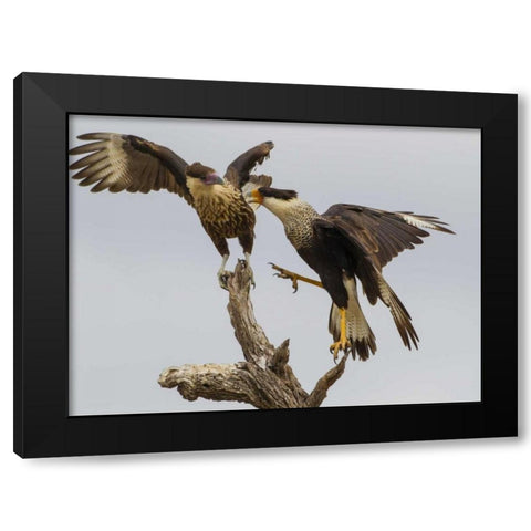 TX, Hidalgo Co, Crested caracaras fighting Black Modern Wood Framed Art Print by Illg, Cathy and Gordon