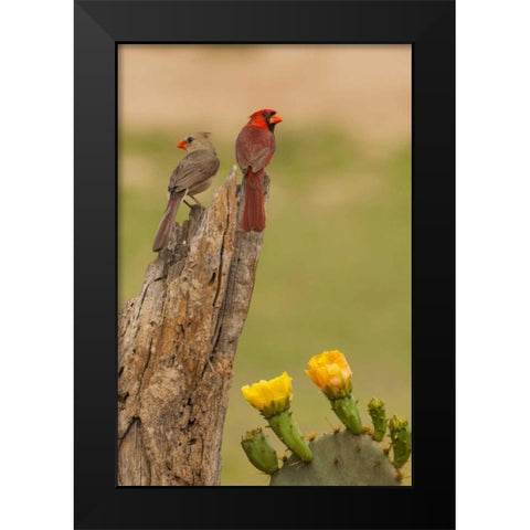 TX, Hidalgo Co, Cardinal pair on stump by cactus Black Modern Wood Framed Art Print by Illg, Cathy and Gordon
