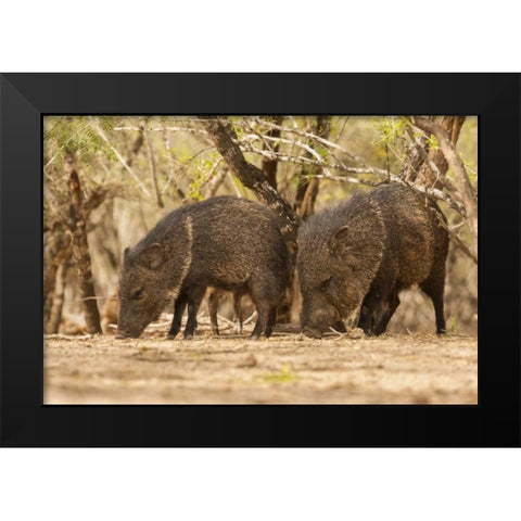 TX, Hidalgo Co Javelinas or collared peccaries Black Modern Wood Framed Art Print by Illg, Cathy and Gordon