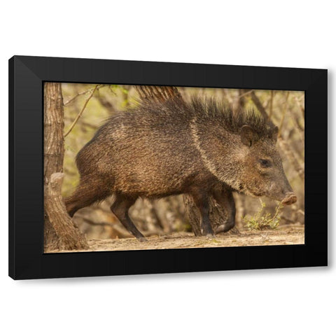 Texas, Hidalgo Co Close up of a Javelina Black Modern Wood Framed Art Print by Illg, Cathy and Gordon