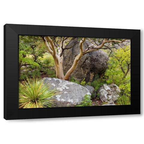 TX, Guadalupe Mts NP Texas madrona tree Black Modern Wood Framed Art Print with Double Matting by Paulson, Don