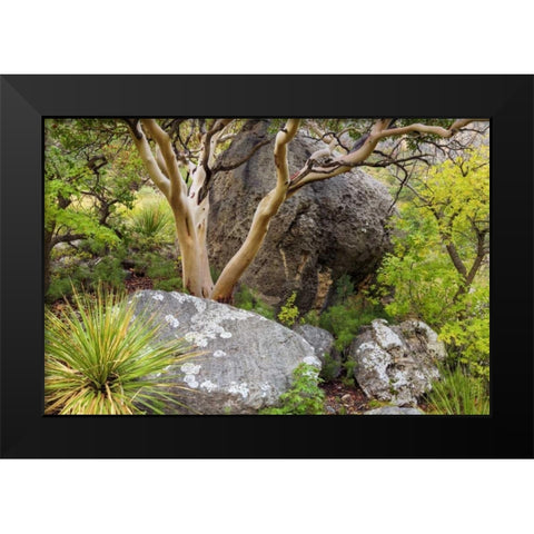 TX, Guadalupe Mts NP Texas madrona tree Black Modern Wood Framed Art Print by Paulson, Don