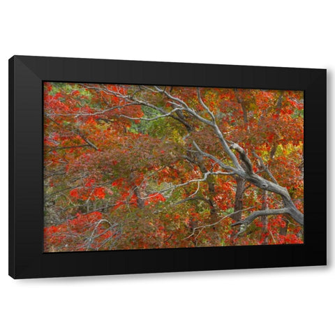 TX, Guadalupe Mts NP Bigtooth maple trees Black Modern Wood Framed Art Print by Paulson, Don