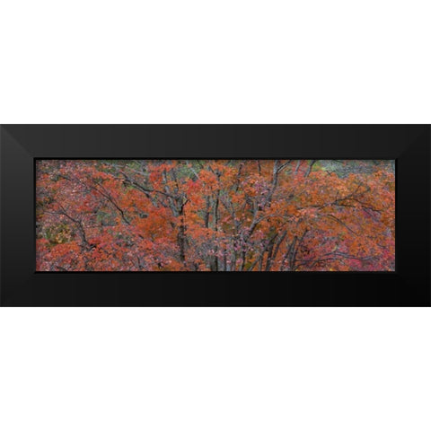 Texas, Guadalupe Mts NP Bigtooth maple trees Black Modern Wood Framed Art Print by Paulson, Don