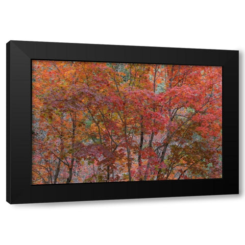 Texas, Guadalupe Mtains NP Bigtooth maple trees Black Modern Wood Framed Art Print by Paulson, Don