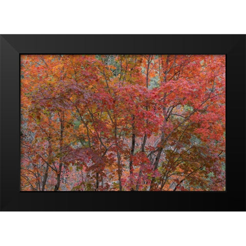 Texas, Guadalupe Mtains NP Bigtooth maple trees Black Modern Wood Framed Art Print by Paulson, Don